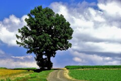 北の国からⅡ(美瑛の丘）