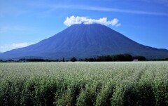 ソバ畑と羊蹄山