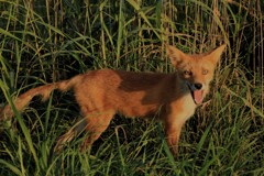 おじさん今日も暑いな～