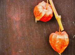 ほおずき ほおずき