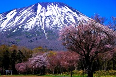 羊蹄山と桜（桜最終章）