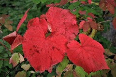 秋がやって来る