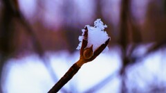 雪帽子の妖精（オオカメの木）