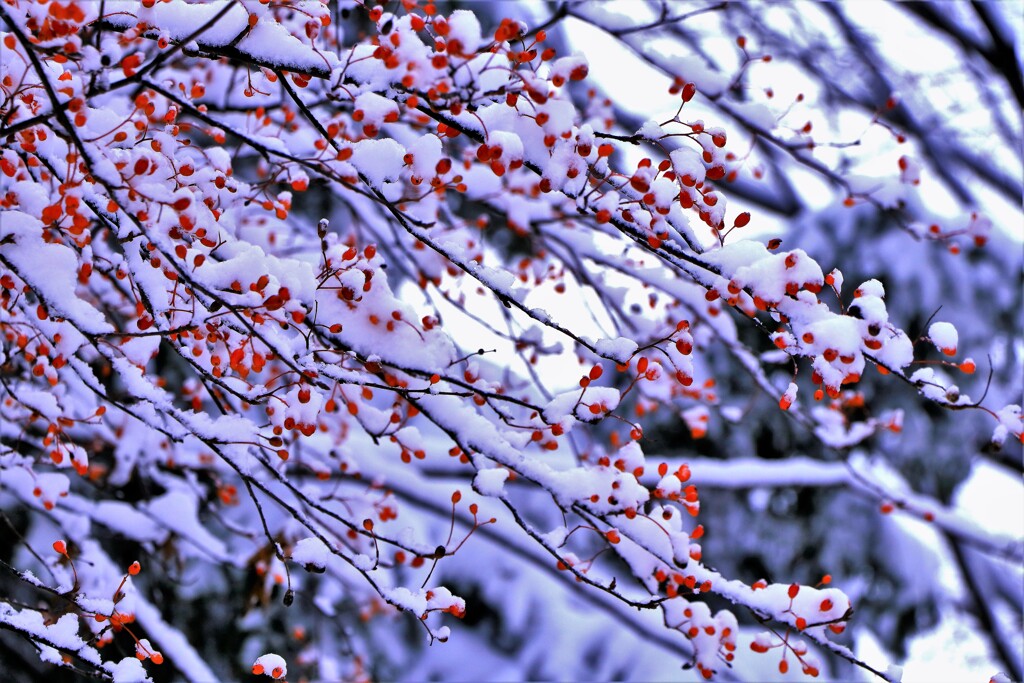 冬がやって来たⅡ