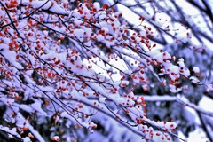 冬がやって来たⅡ