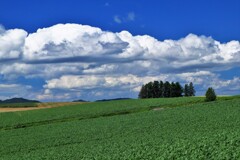 北の国(美瑛の丘）