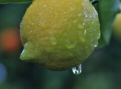 レモンの雫