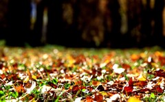 枯葉よ~♪ 枯葉よ~♪