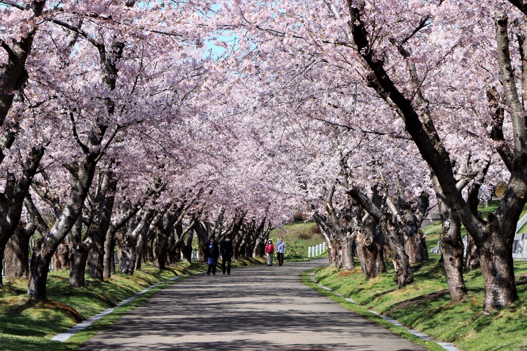桜Ⅳ（戸田記念墓地公園)