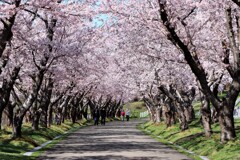桜Ⅳ（戸田記念墓地公園)