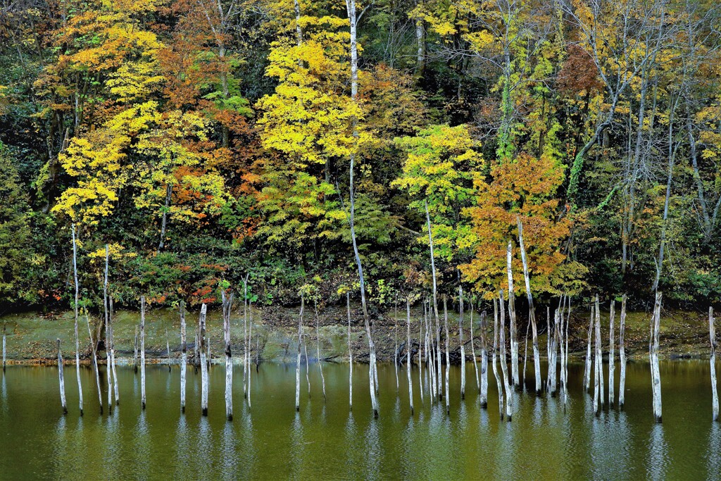 秋ゆれる愛の心(落合ダム）