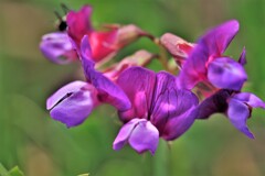 ハマエンドウの花