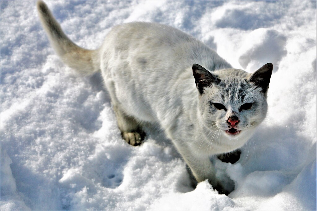 野良(蔵出、再投稿）