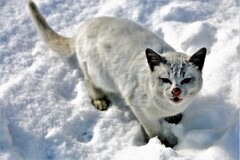 野良(蔵出、再投稿）