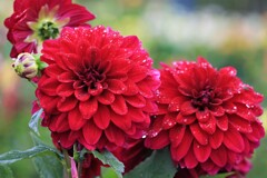 september rain(9がつの雨）Ⅱ