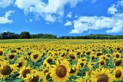 北竜町、ひまわりの里