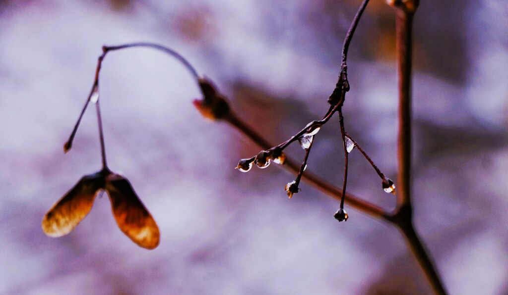 寒さの中カエデの種