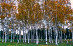 白樺紅葉Ⅱ 白樺紅葉Ⅱ