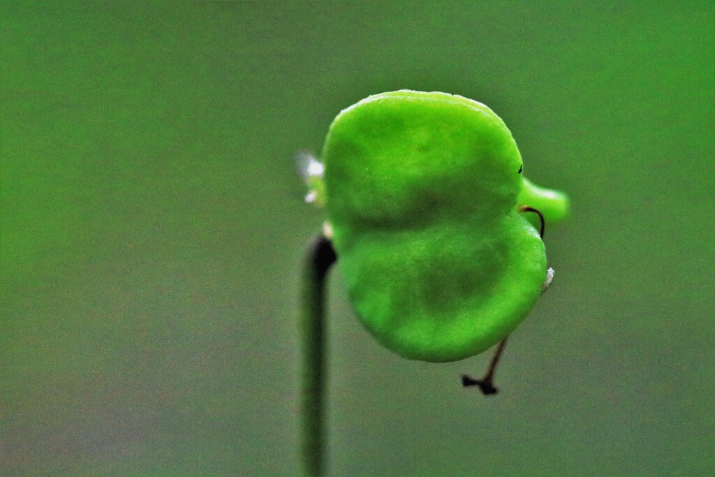 カタクリ花の種