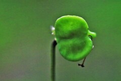 カタクリ花の種