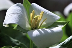 オオバナノエンレイソウ