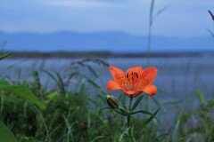 エゾスカシユリ