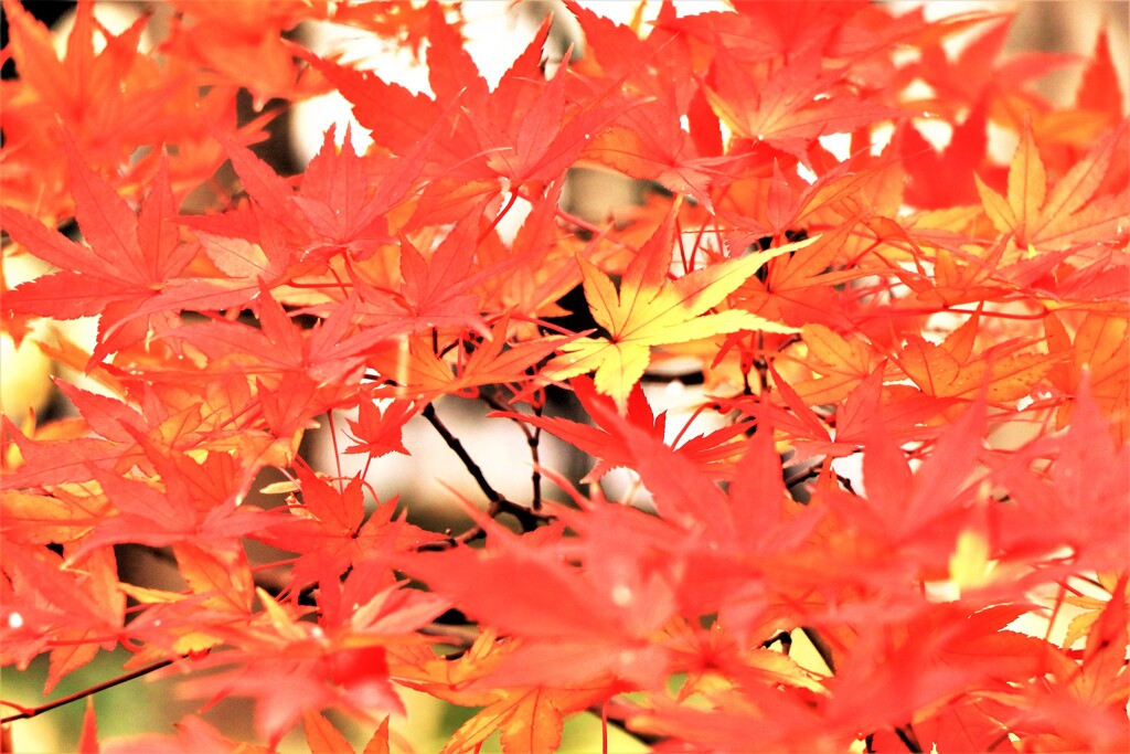 まだ頑張っている紅葉