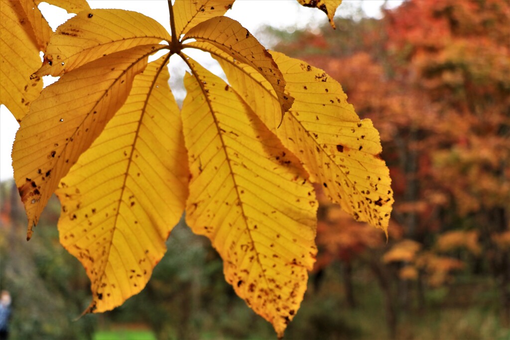 それぞれの秋♪Ⅱ