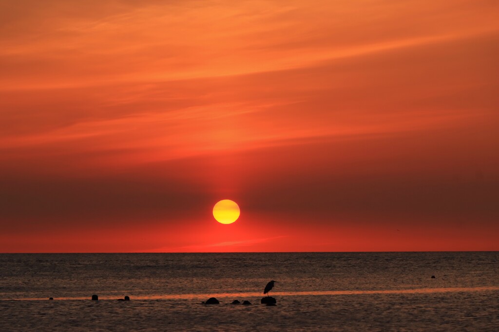 夕日とサギ