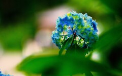 紫陽花Ⅲ