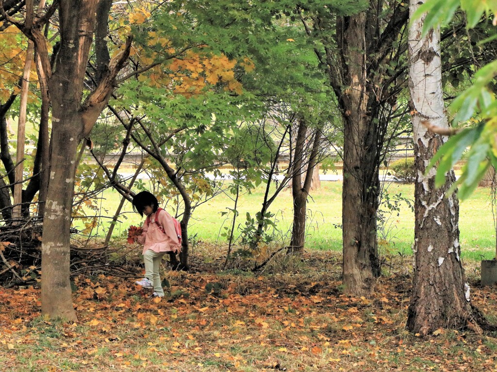 落ち葉拾い