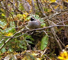 手稲山にいた野鳥