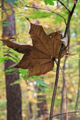 朽ち果てる葉