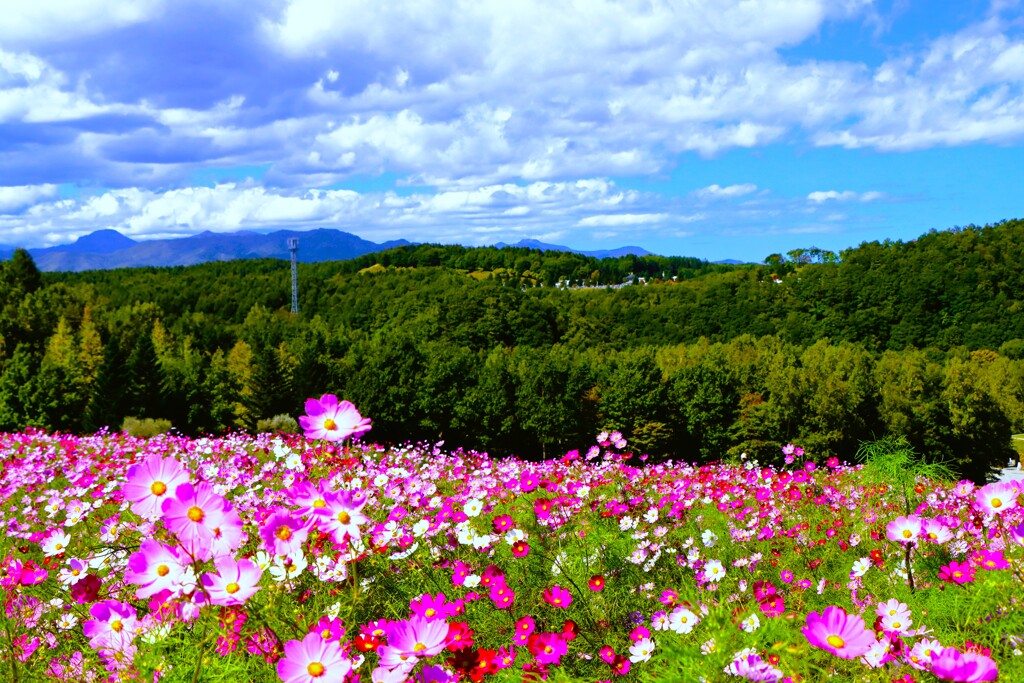 秋桜