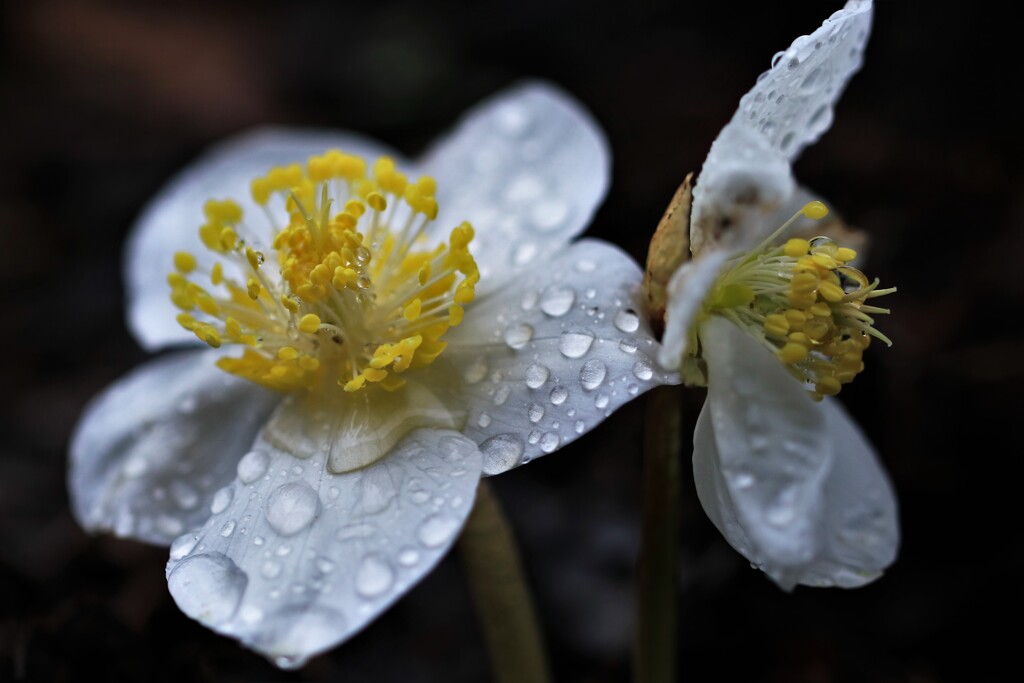 へレボルス ニゲル