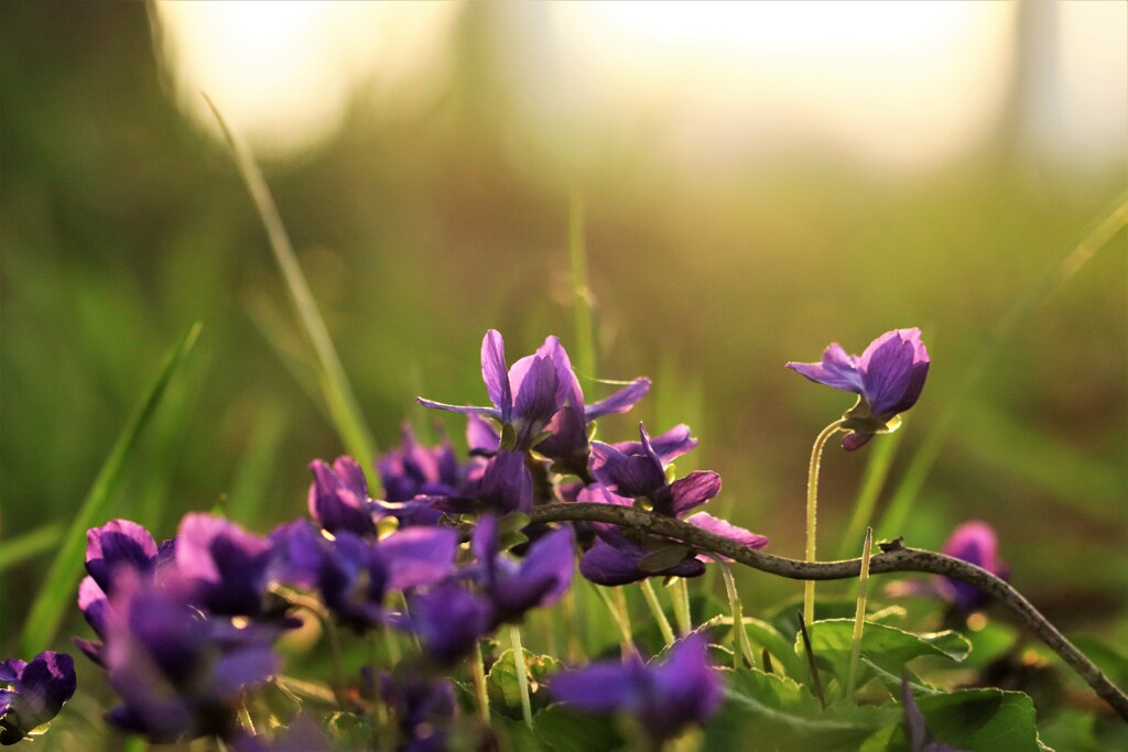 春の花Ⅲ（オオタチツボスミレ）
