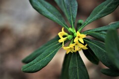 春の花Ⅲ（ナニワズ）