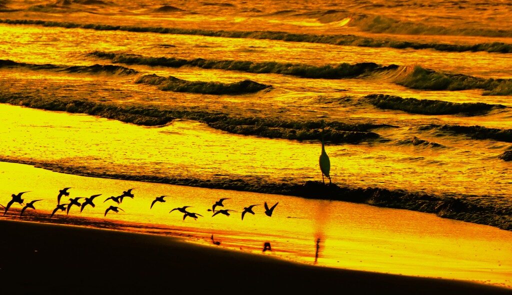 海辺の鳥たち