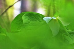 オオバナノエンレイソウ