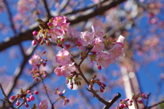 伊豆アニマルキングダムの桜