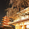 夜の浅草寺、夜桜