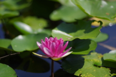 千葉  昭和の森