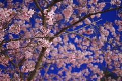 河津桜、