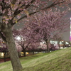 汐入公園、大寒桜