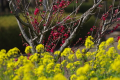 袖ヶ浦公園にて