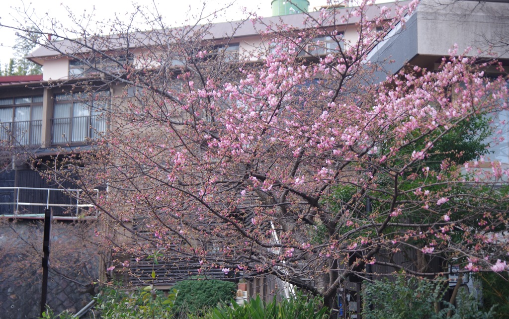 熱海桜