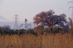 ワニ塚の桜と夕焼け