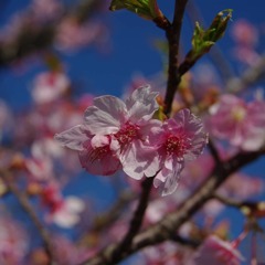 千葉、白子町の河津桜 