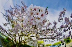 桜  満開