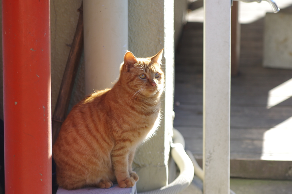 養老渓谷の売店にいた猫